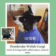Illustration for article titled Everyone Please Use This Website and Then Tell Me What Kind of Dog You Are
